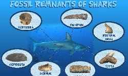 Parts of Sharks that Fossilize