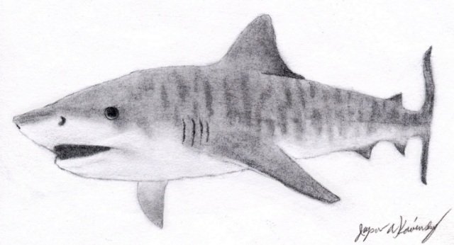 Tiger Shark Drawing In Pencil