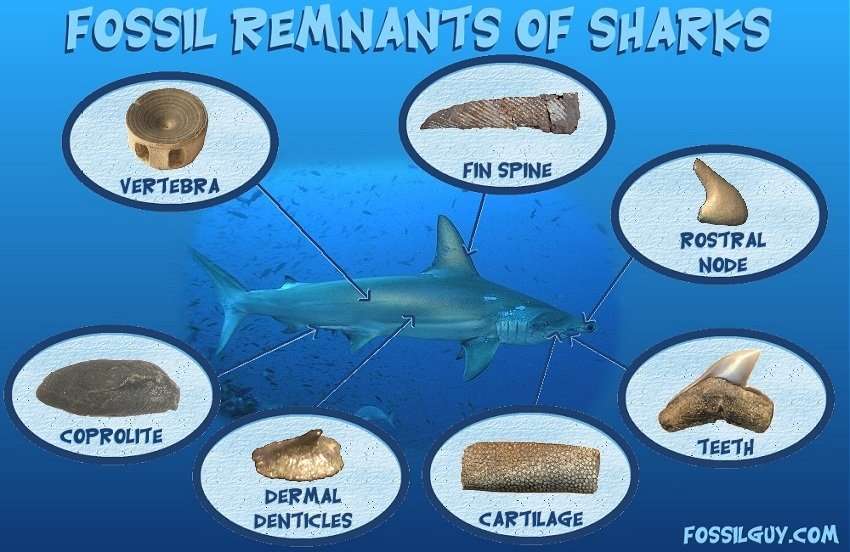 Fossil Shark