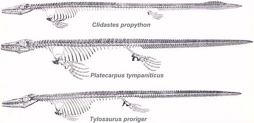 Diagram by Williston 1898 showing the three most common mosasaurs from the Western Interior Seaway