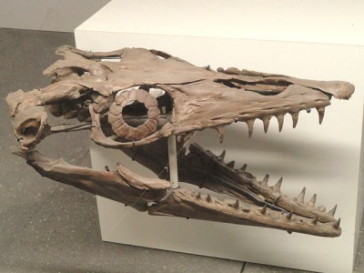 Platecarpus mosasaur skull