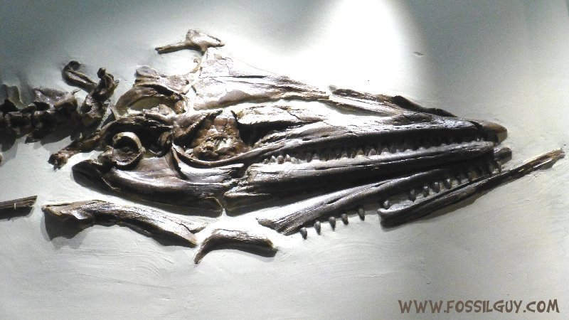 Fossil Clidastes propython mosasaur skull