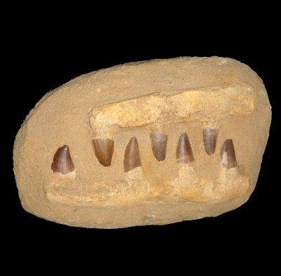 fake mosasaur teeth