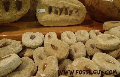 fake mosasaur teeth