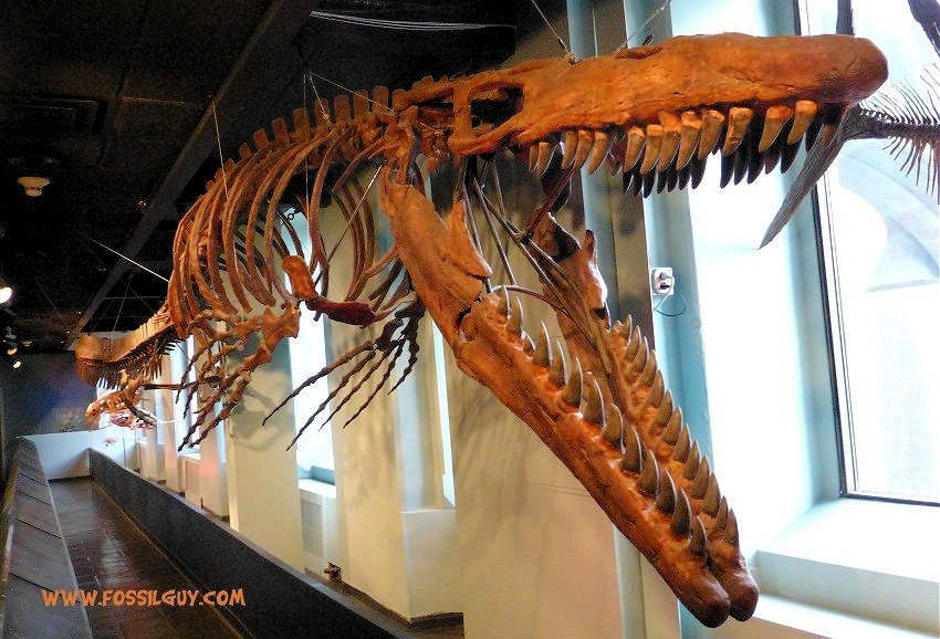 mosasaurus skeleton