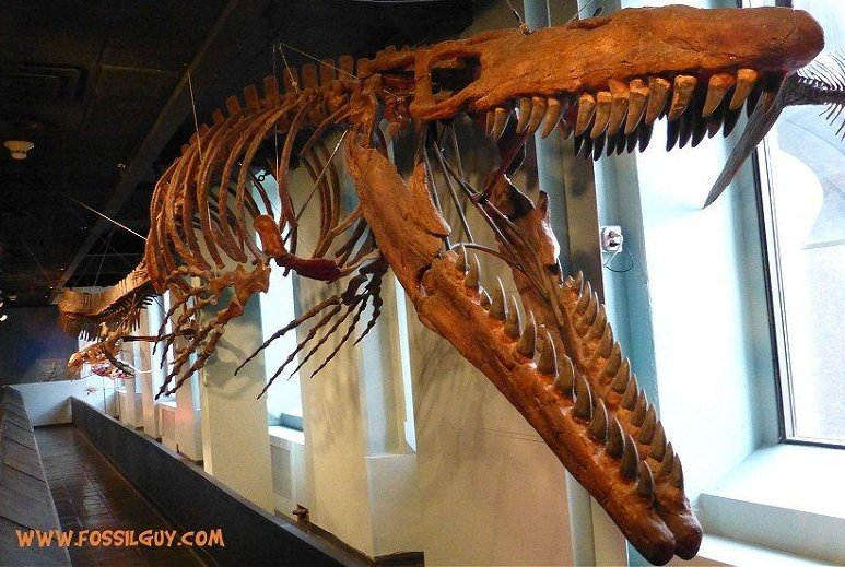 Fossilguy.com: Mosasaur Facts and Information - The Great Marine
