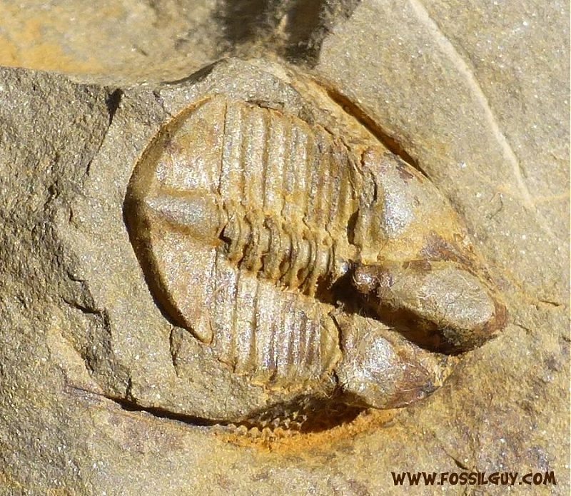 Cryptolithus Trilobite Fossils Facts and Information about