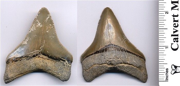 A beautiful 2 5/8 inch lower lateral fossil megalodon shark tooth.