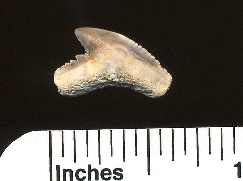 Fossil Extinct Tiger Shark Teeth