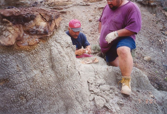 Paul Excavating the Triceratops