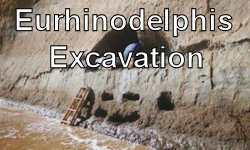 Miocene Dolphin Excavation