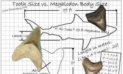 Megalodon sizes