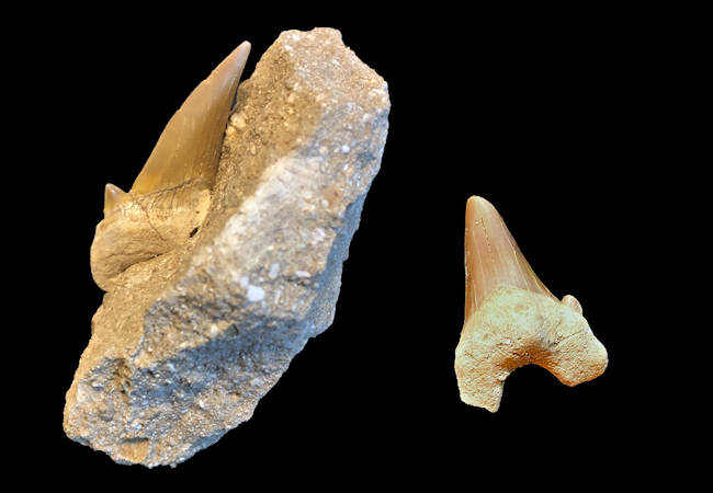 Why are there so many Moroccan Otodus teeth?