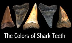 Shark teeth colors