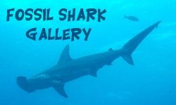 Prehistoric Shark Gallery