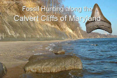 Fossil Hunting along the Calvert Cliffs