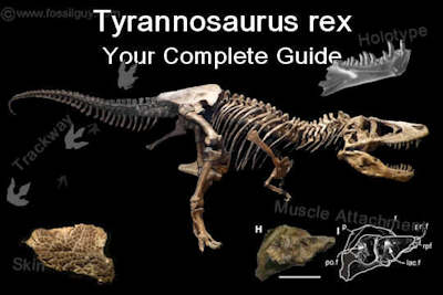 Tyrannosaurus Rex Facts