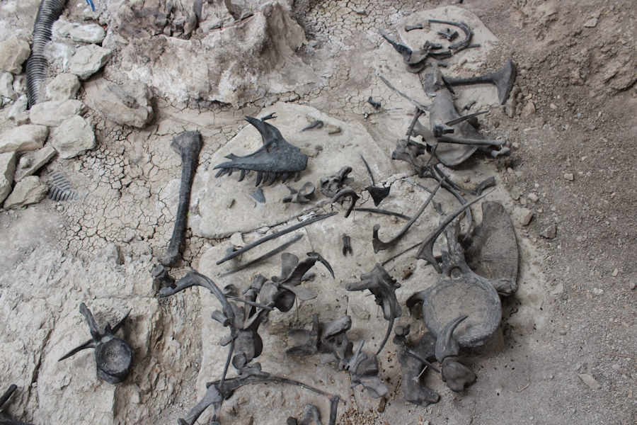 Picture of Dinosaur bones (mostly Allosaurus) at the Cleveland-Lloyd Dinosaur Quarry.  Image Credit:  gjhikes