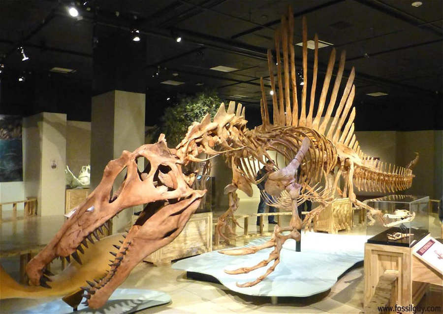 Spinosaurus Dinosaur Skeleton Fossil - in swimming posture