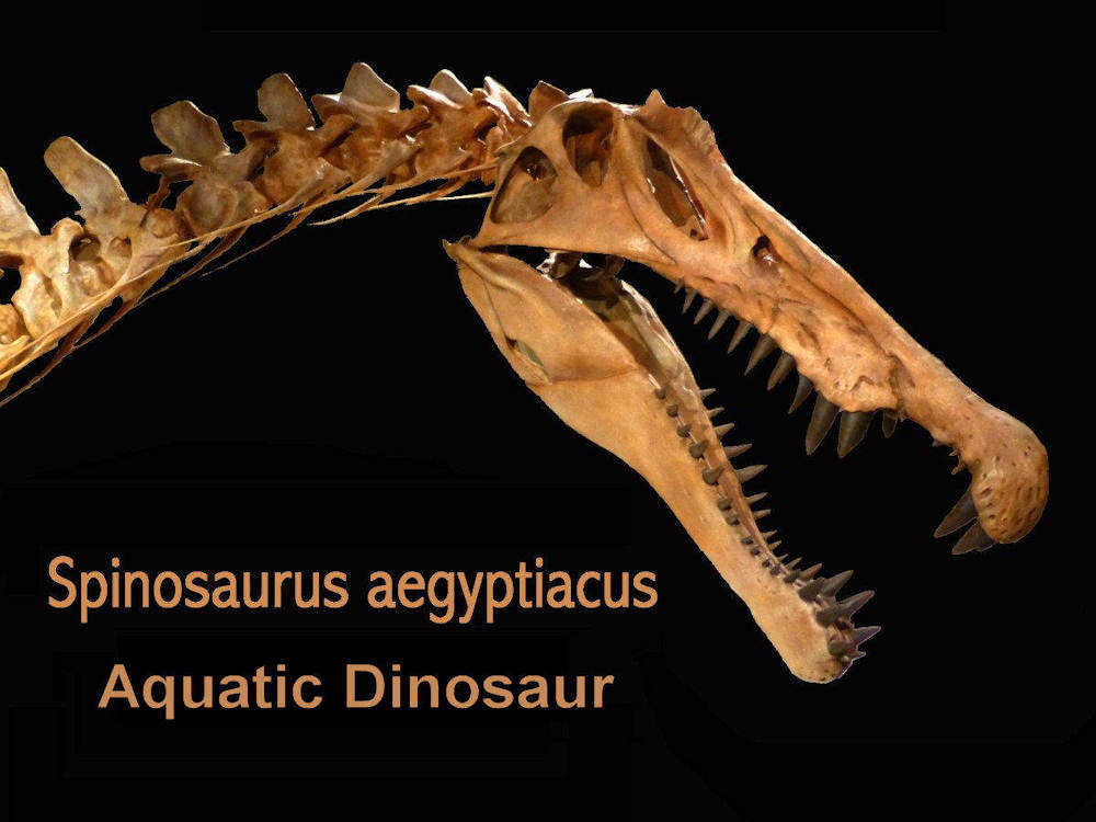 : Spinosaurus - The First Semi Aquatic Dinosaur! Facts and  Information