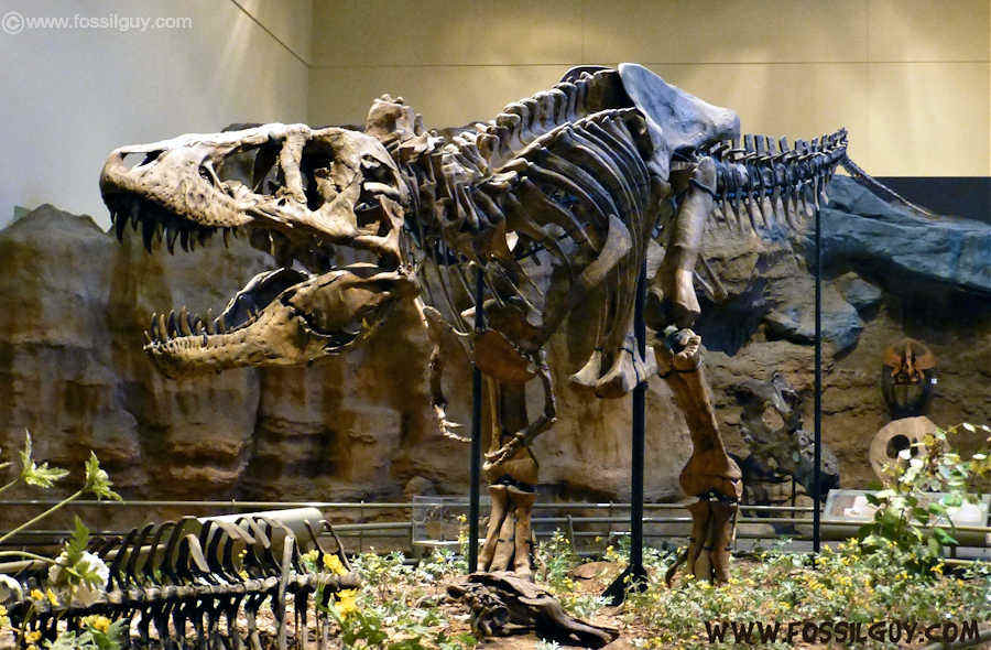 https://www.fossilguy.com/gallery/vert/dinosaur/tyrannosaurus/t-rex-dinosaur2.jpg