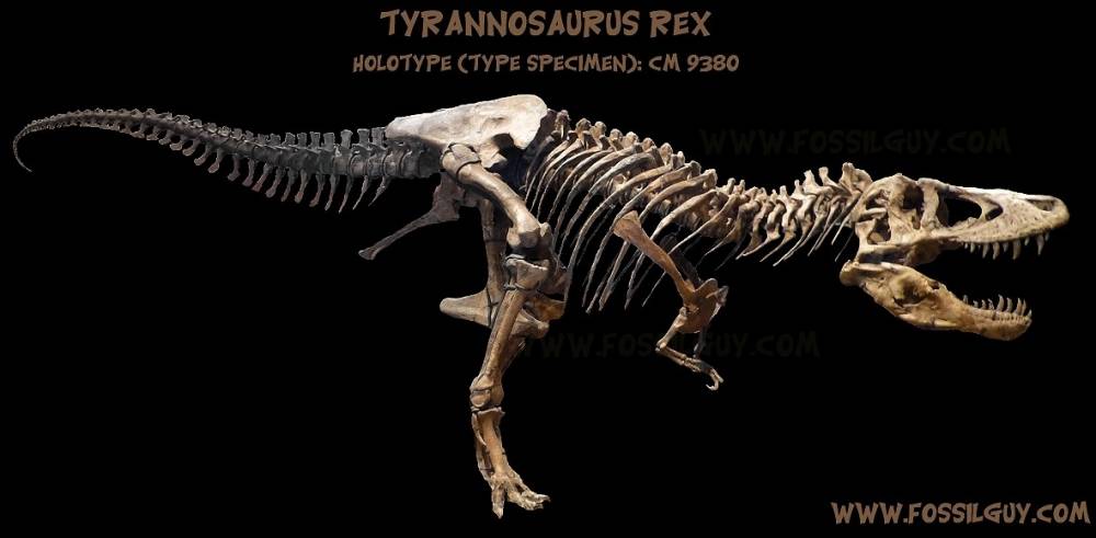 : T-Rex: Tyrannosaurus Dinosaur Facts and Information