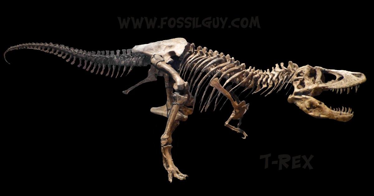 https://www.fossilguy.com/gallery/vert/dinosaur/tyrannosaurus/tyrannosaurusog.jpg