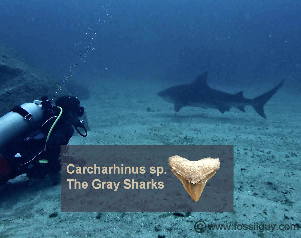 Carcharhunus Shark Facts and Information