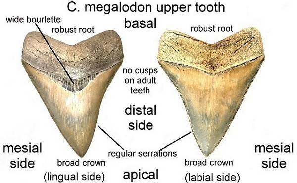 Fossilguy.com: Megalodon Shark Facts and Information: Size - Teeth