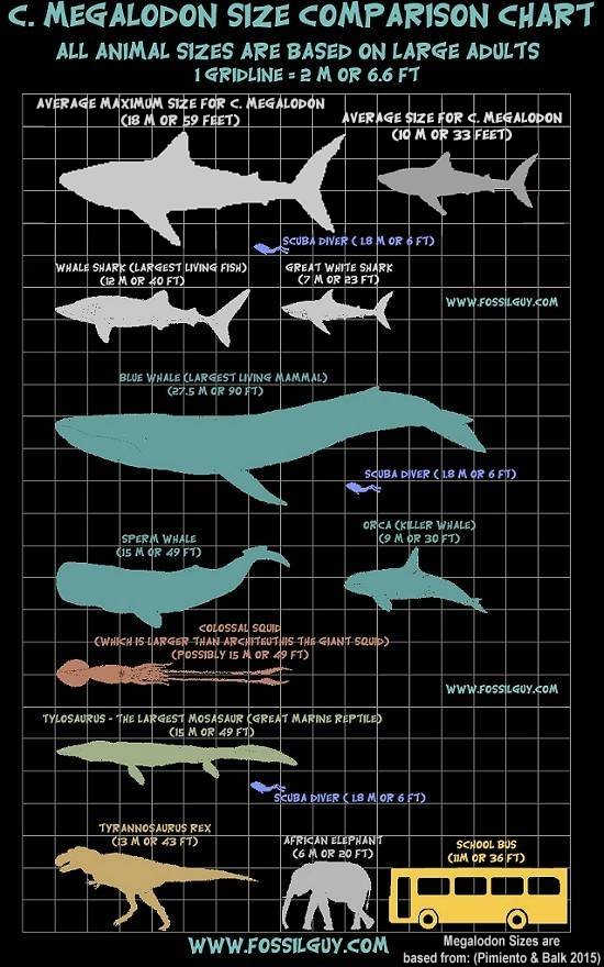  Megalodon Shark Facts and Information: Size - Teeth -  Evolution - Where to Find Megalodon - and More!