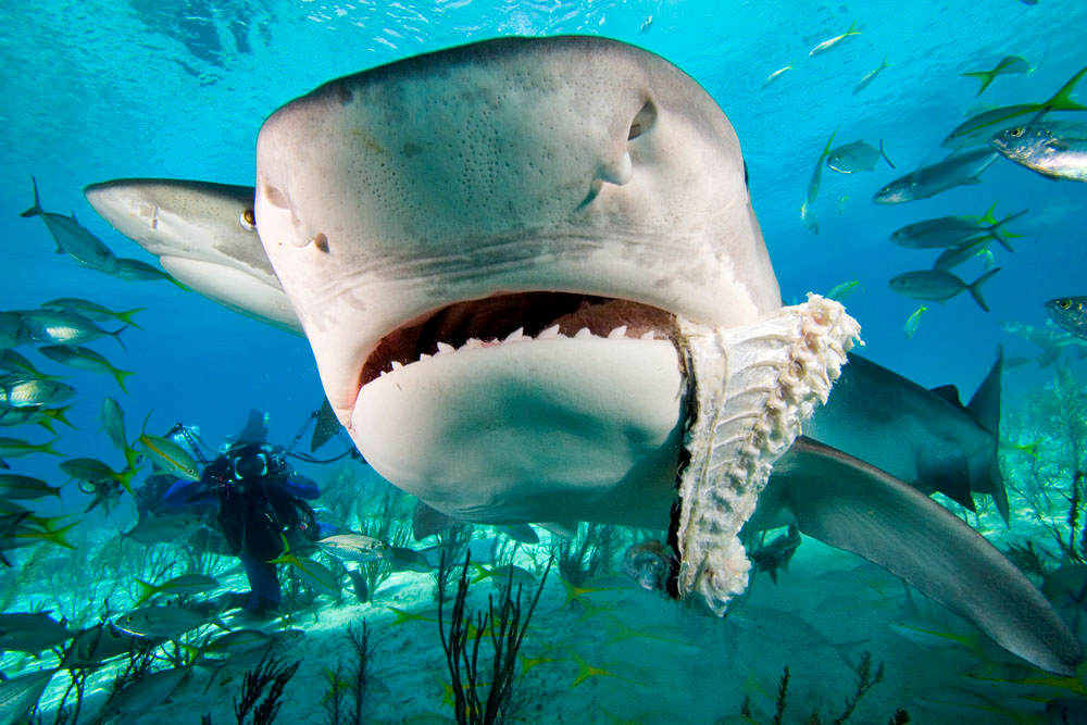  Tiger Shark Facts and Information - Galeocerdo cuvier and  Fossil Species