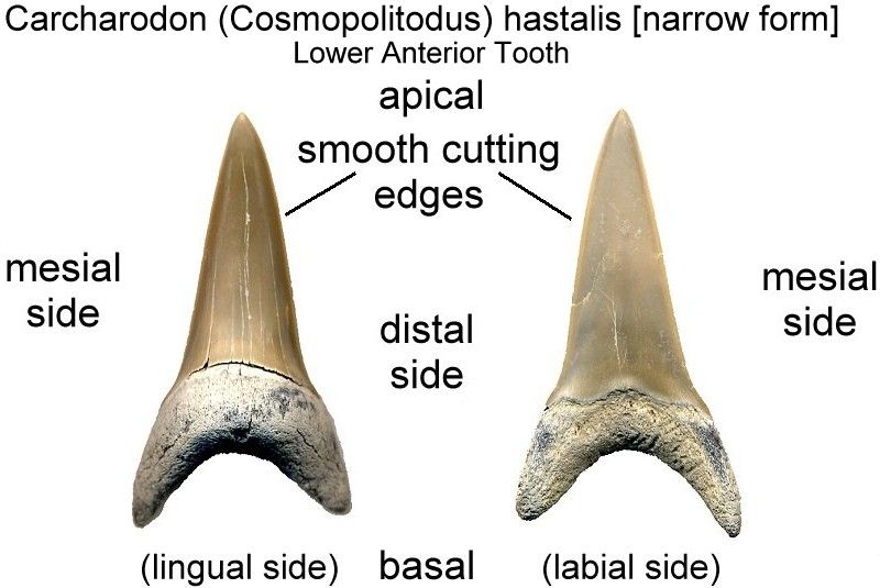 Great White Sharks, Mako Sharks, and Prehistoric White Sharks - Facts ...