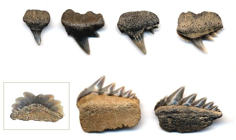 : Cow Shark Facts and Information: Notorynchus - Sevengill &  Hexanchus - Sixgill Fossil Shark Teeth