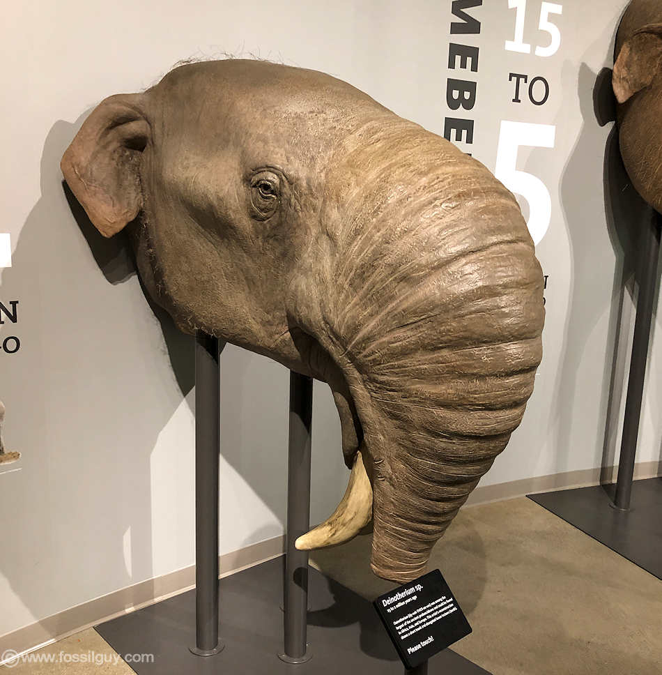 prehistoric elephants size