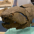 This is a juvenile Dunkleosteus terrelli specimen on display.  The jaws changed shape as the animal aged, reflecting a dietary change.