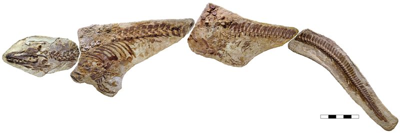 LACM 128319 fossil mosasaur specimen. This specimen of Platecarpus tympaniticus is the best preserved mosasaur ever found.