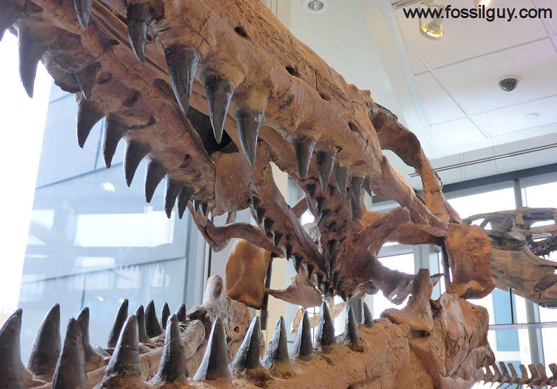 View of the second set of teeth in the upper jaw of a mosasaur