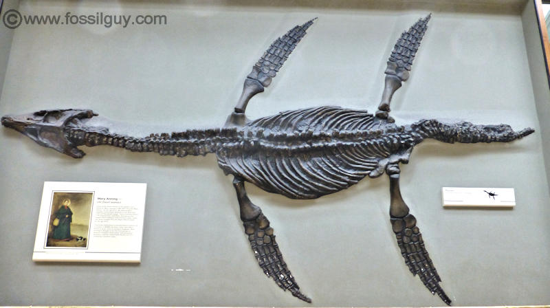 : Mosasaur Facts and Information - The Great Marine Reptiles  of the Cretaceous