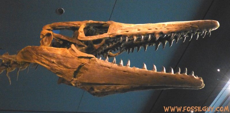 tylosaurus skeleton