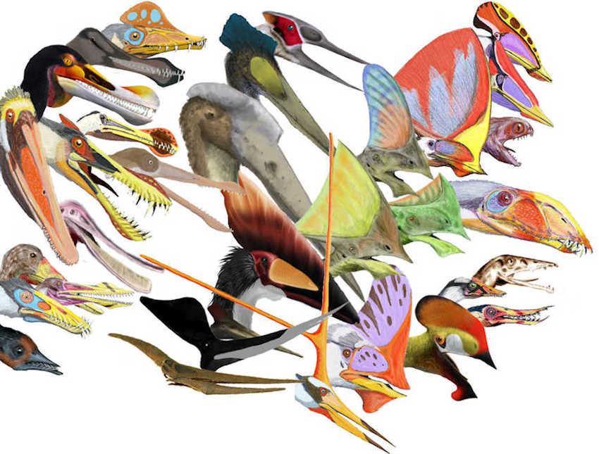 Pterosaurs A Celebration Of The Diversity Of Life