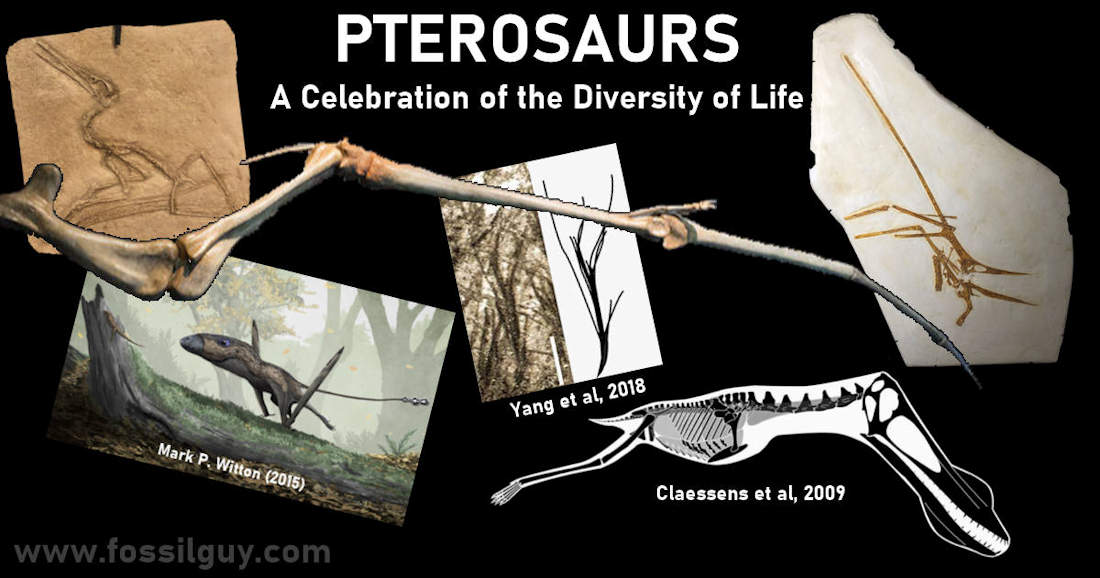 Size reference chart of various pterosaurs from around the world