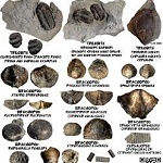 FossilGuy.com: The Fossil Hunting Guide - Where to find Fossils ...