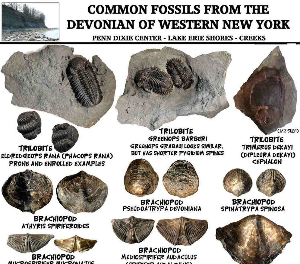 Top 80+ imagen fossil identification