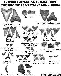 Fossil Identification Sheets - New York, Maryland, Virginia, New Jersey