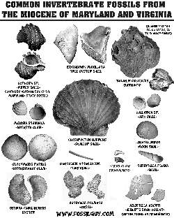 Fossil Identification Sheets - New York, Maryland, Virginia, New Jersey,  North Carolina. Printable Fossil Identification Guides
