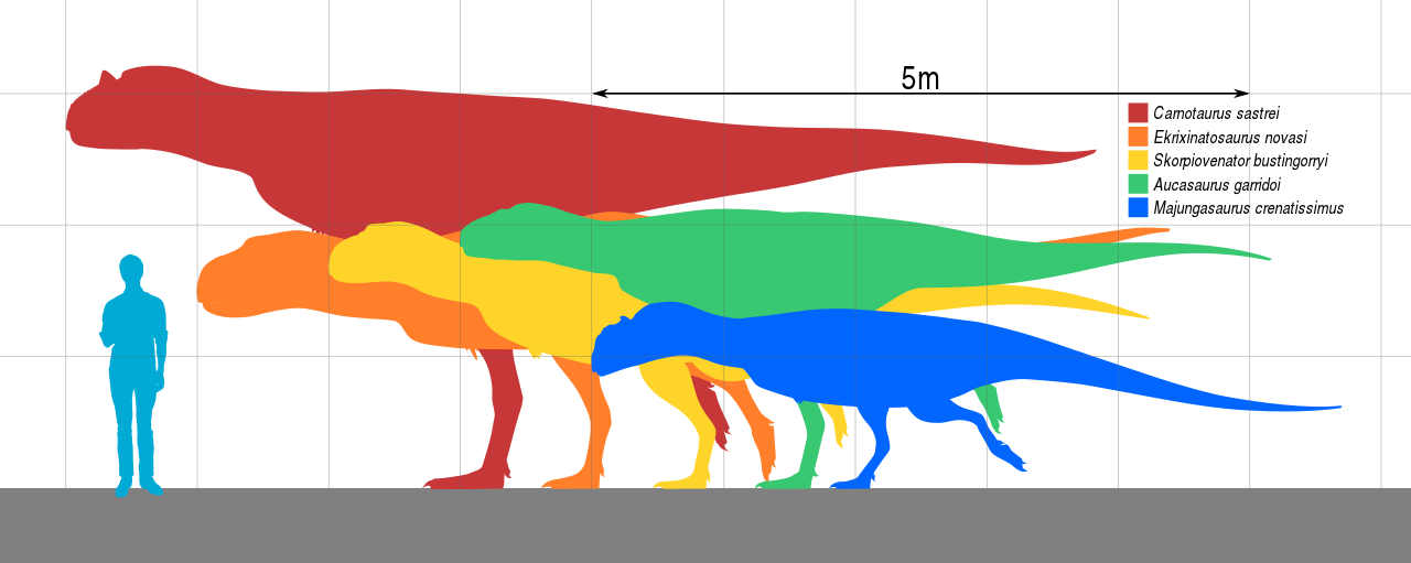 Size comparison of the five most complete abelisaurids. 