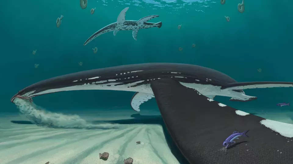 A reconstruction of the plesiosaur, showing the scales on the end of the flippers.Image Credit: Joschua Knuppe/Lund University