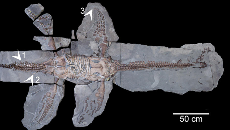 Figure 1A from Marxt et al., 2025 - Current Biology showing the areas where the skin and scales were found. 