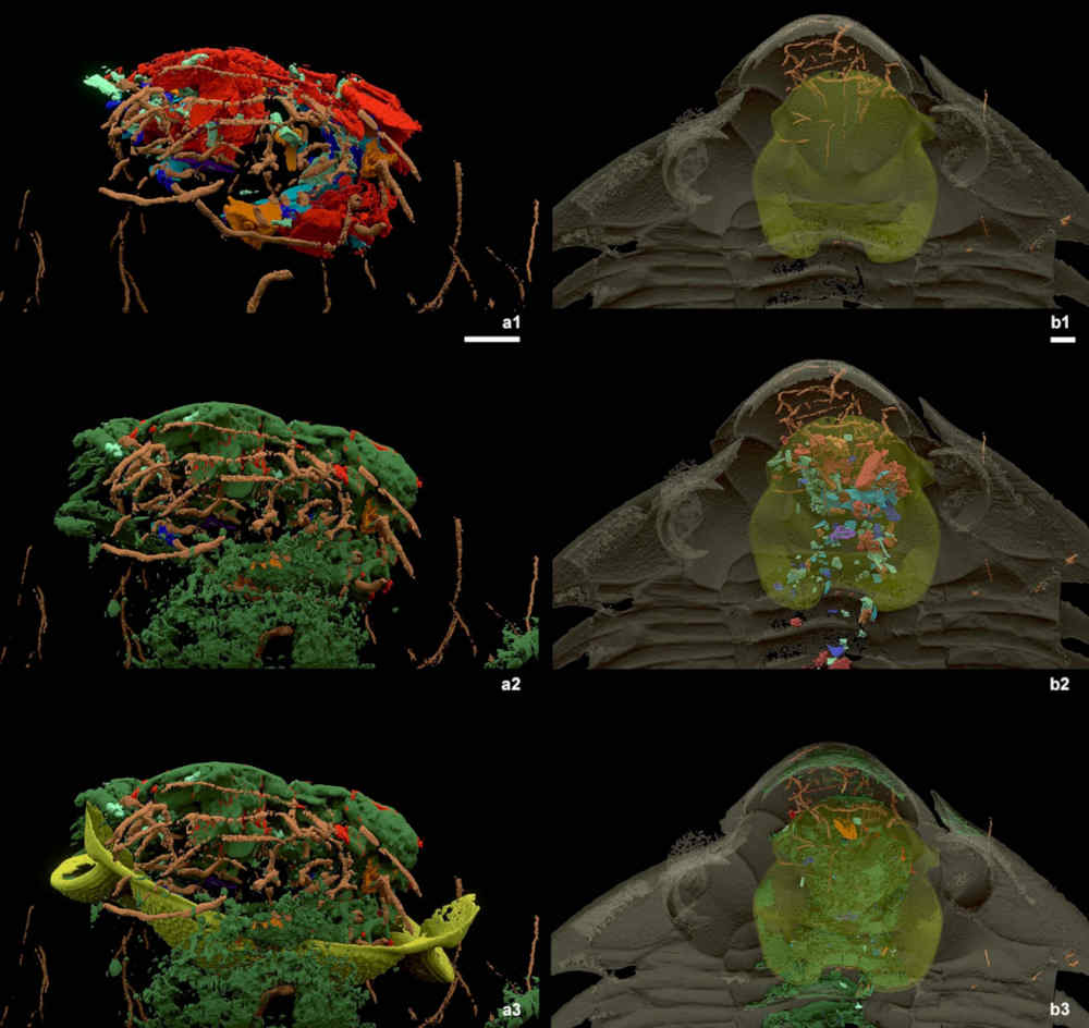 Figure 9 from Kraft et al., 2023 - Nature - Associated trace fossils of scavengers in the head region.  The trace fossils are in brown.