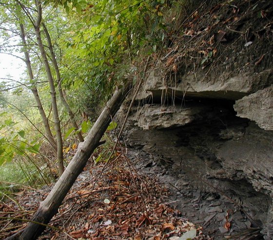 Fossil Ferns from Ambridge, PA - Carboniferous Plant Fossils near ...